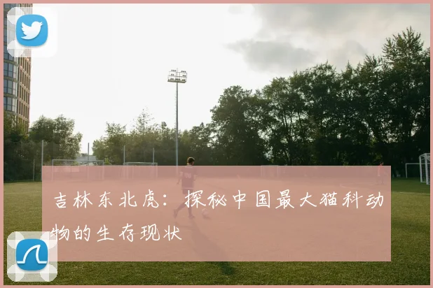 吉林东北虎：探秘中国最大猫科动物的生存现状